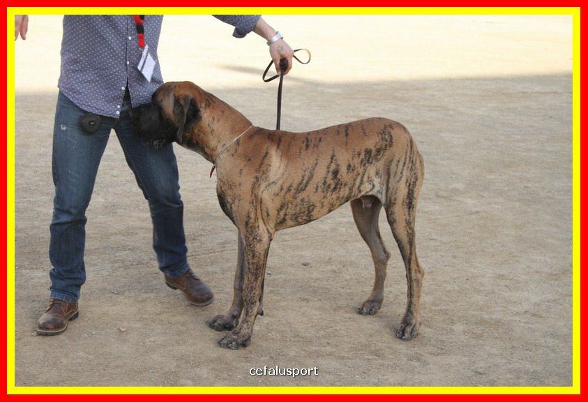 180311 mostra_canina 143.jpg